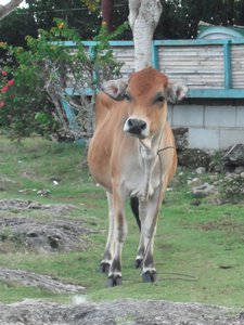 Cabiloa cow