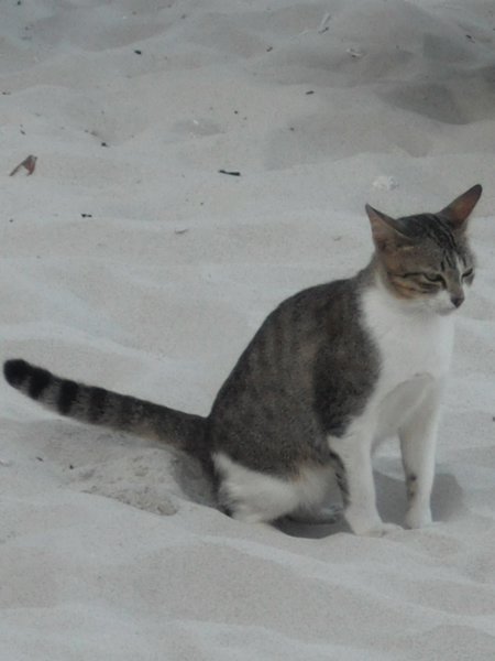 A cat ensures the beach doesn't remain THAT white.