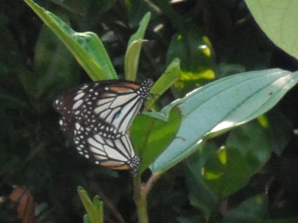 Narf! Mating butterflies