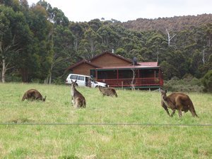 Kangaroos outside our lodge