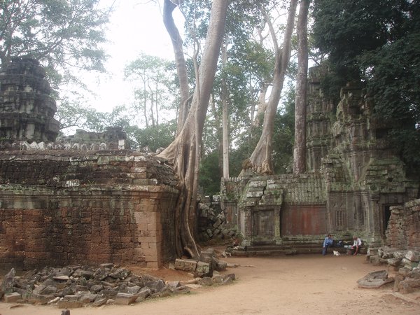 Angkor - lots of trees on top of temples