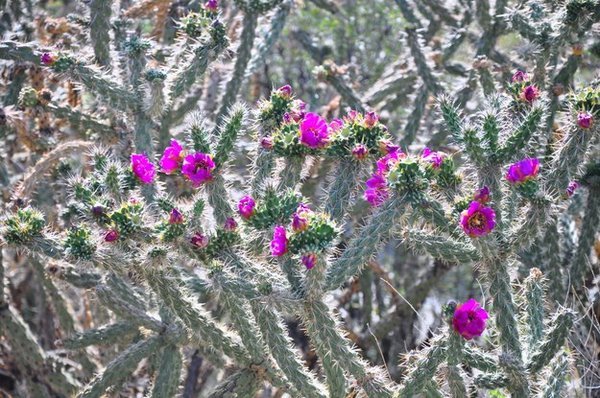 New Mexico Cactus Flowers