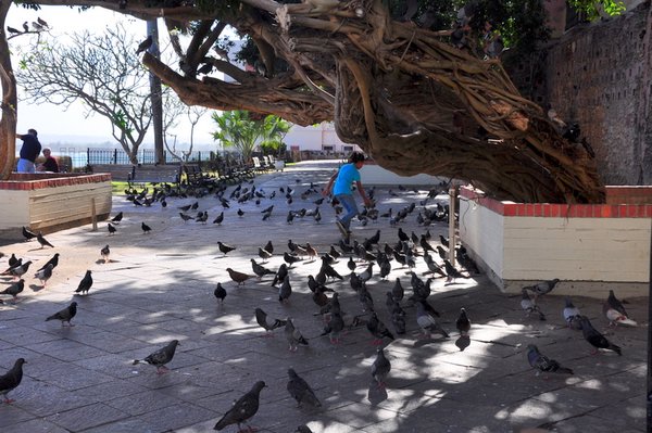 Pigeons in old San Juan