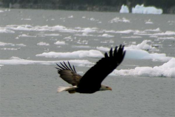 Bald Eagle in Flight in Prince William Sound outside of Valdez, Alaska