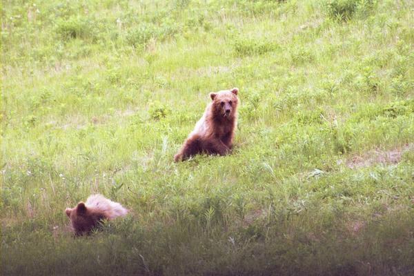 The two cutest grizzly cubs