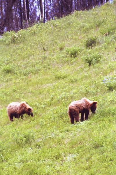 I had to put more than one picture of the grizzly cubs