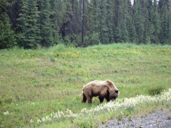 The first Grizzly sighting, AK