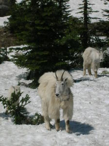 Mountain Goats in Glacier National Park, Montana