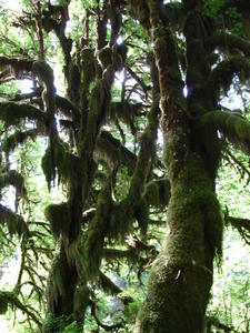 Rain Forest, Washington