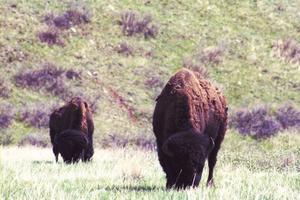 Bison Grazing in Wyoming