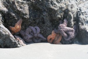 Amazing Starfish at Third Beach, WA