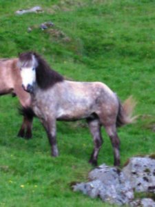 Icelandic horses (17)