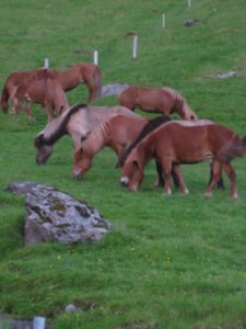 Icelandic horses (23)