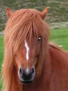 Icelandic horses (30)