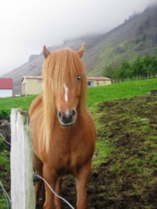 Icelandic horses (58)