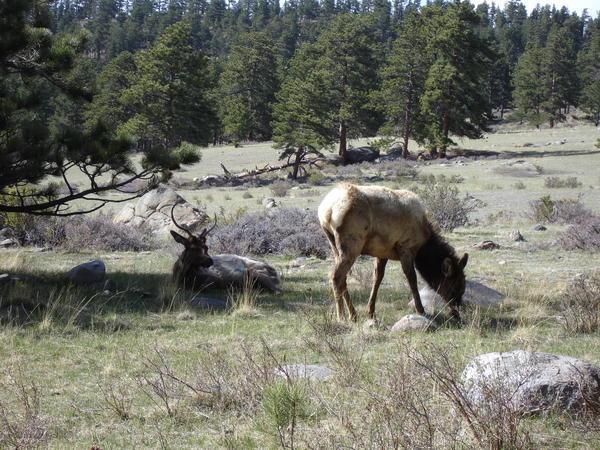 Elk Lounging