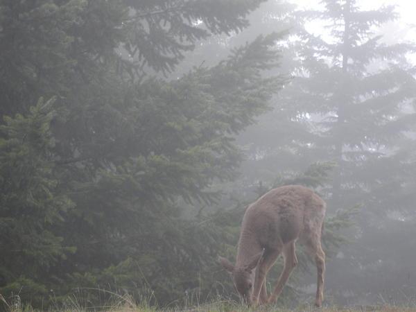Colombia Black Tailed Deer in Olympic National Park