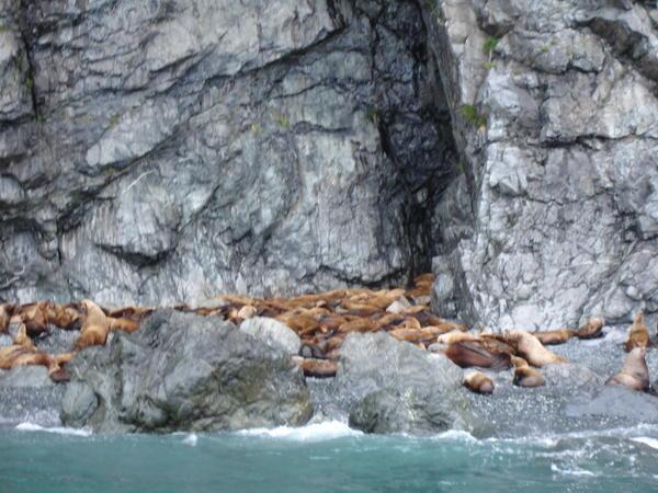 Alaskan Stellar Sea Lions