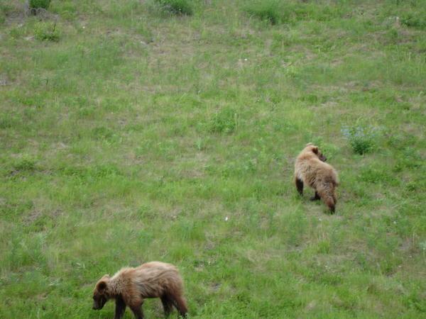 two grizzlies lunching