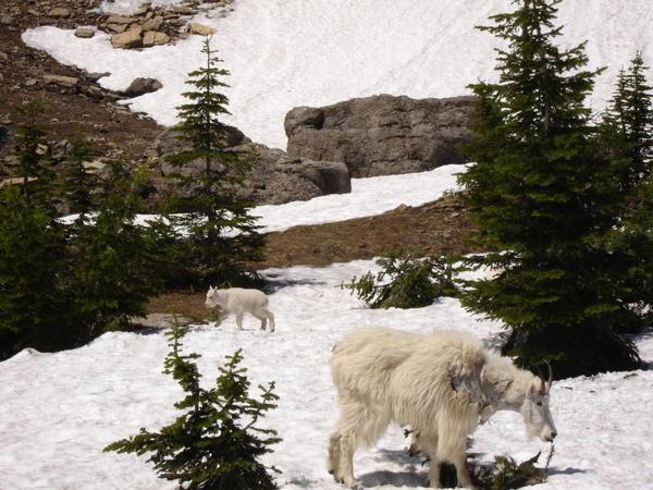 Mountain Goat Convention