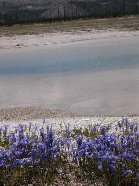 Hot Spring with wildflowers