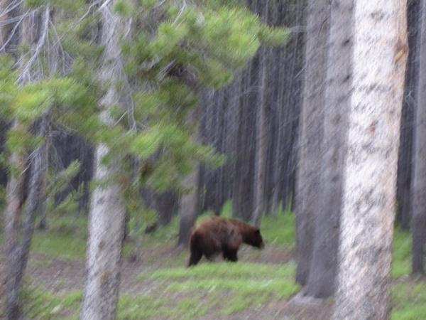 The bear at our Campground