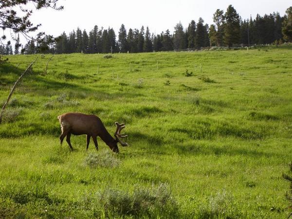 Elk with Antlers