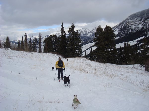 Mark and dogs cross country skiing