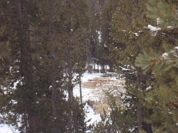 The very large bison- can you spot him?