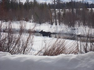 A Moose in Moose