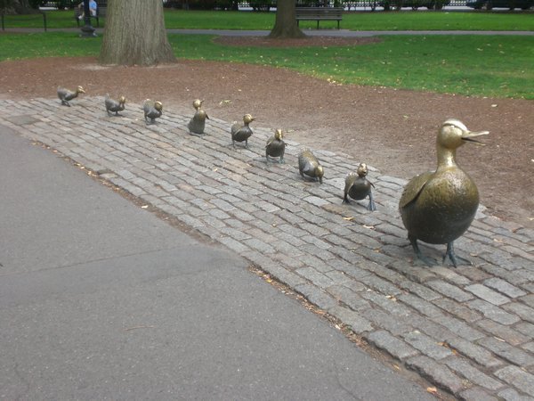 Boston Common Duck's