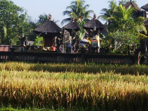 Yes I am overlooking another rice paddy