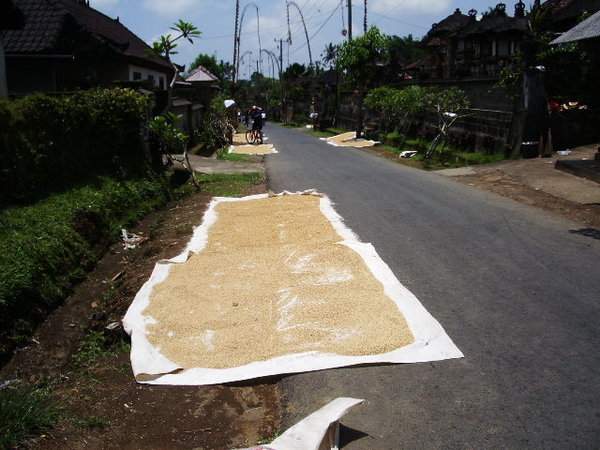 Drying the rice