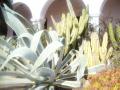 Giant Cactus Plants