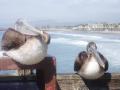 Pelicans taking a break