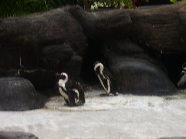 Penguins in Hawaii?