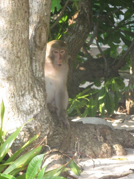 singe de la Monkey Island