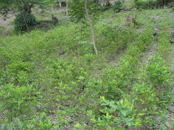 Plantation de coca