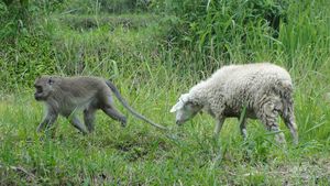 Mouton en train de chasser le singe