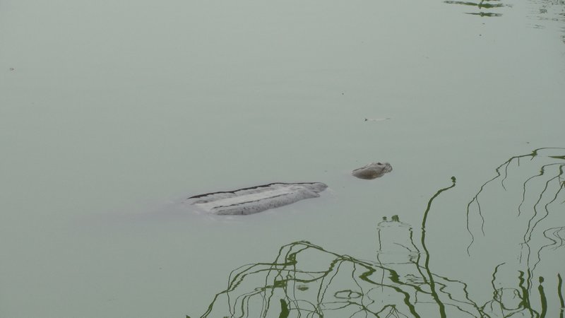 La seule et unique tortue du lac