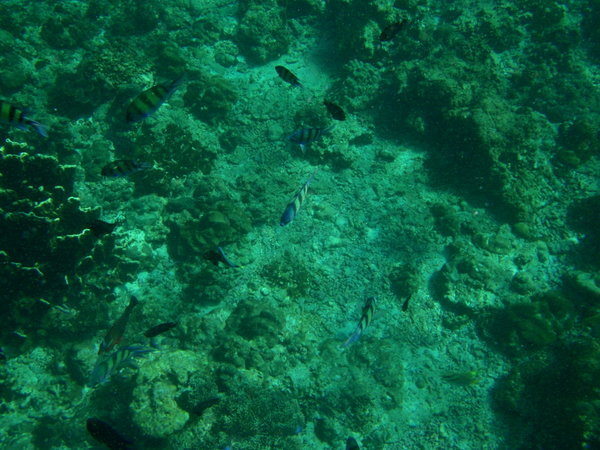 Snorkeling in Maya Bay