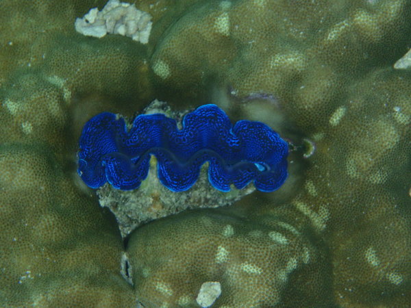 Nice blue Clam from the tropic