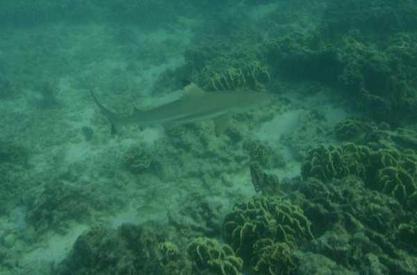 Nice Blacktip Reef Shark chilling with us...