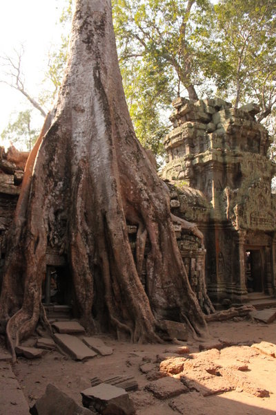 Tree over some ruin in Ta Phrom
