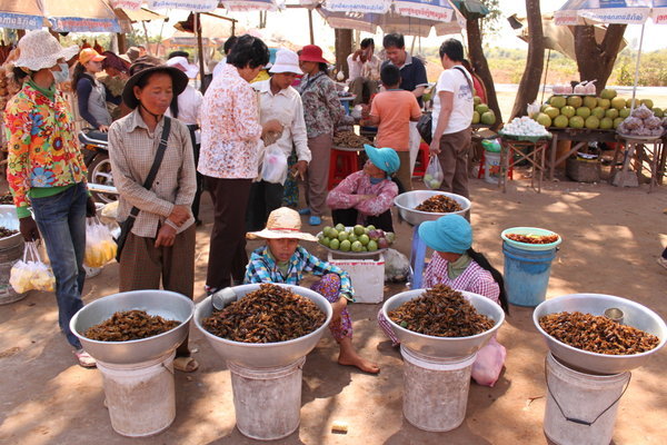 The treats of Cambodian people...  Dry bugs...