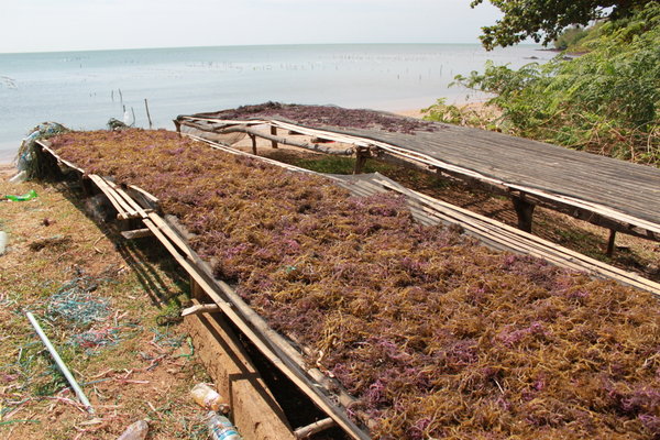 Sea weeds drying in the sun