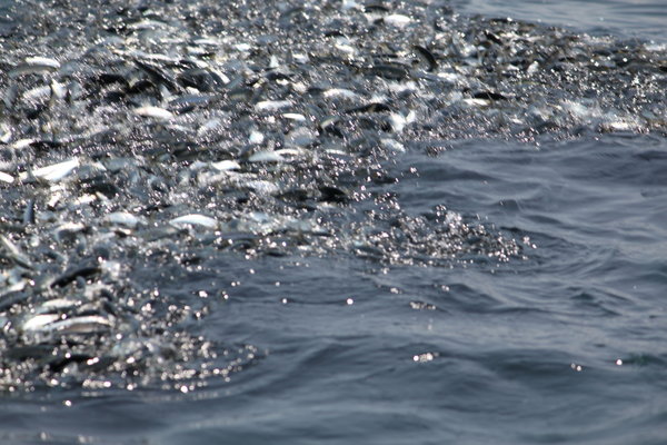 Close-up from the school of sardines...