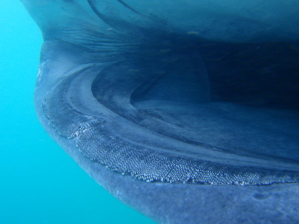 A close-up from inside the mouth...