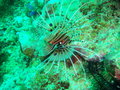 A nice Lion fish during my first Dive at San Miguel...