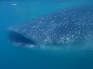 The front of the Whale Shark... 